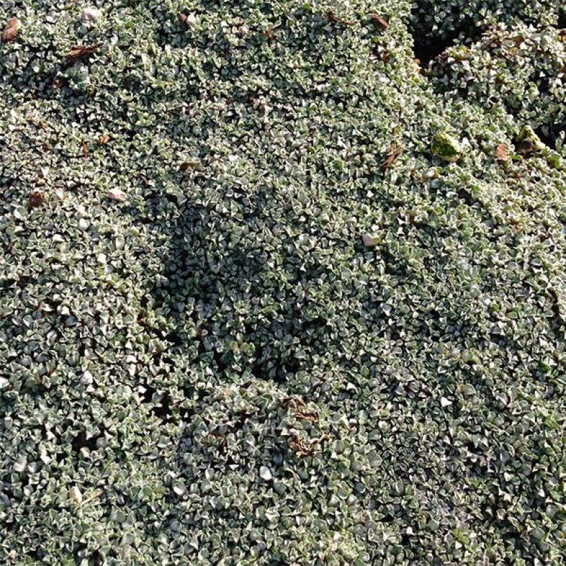 Raoulia australis (Hábito)