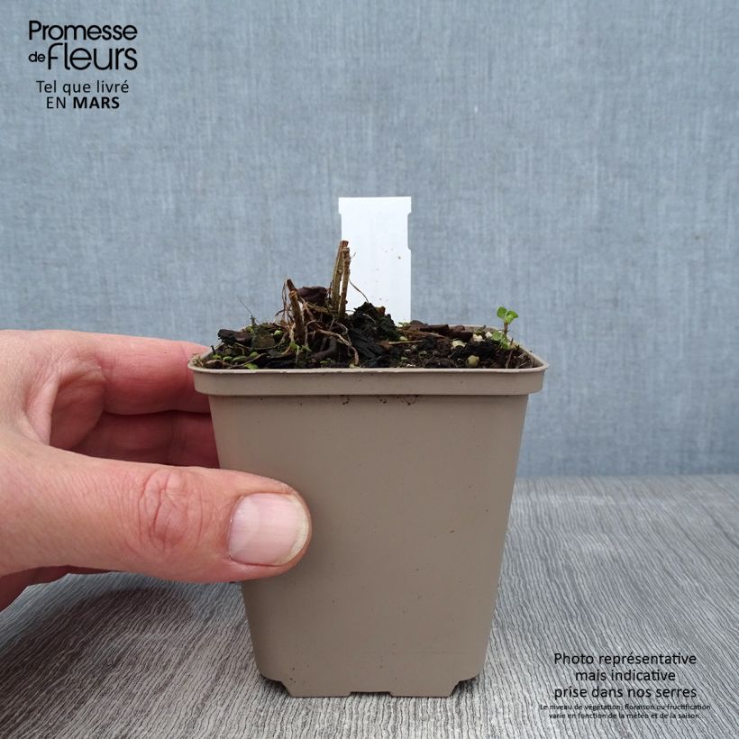 Amostra de Ratibida columnifera Pulcherrima - Châpeau ou Sombrero mexicain Godet de 8/9 cm tal como entregue no inverno