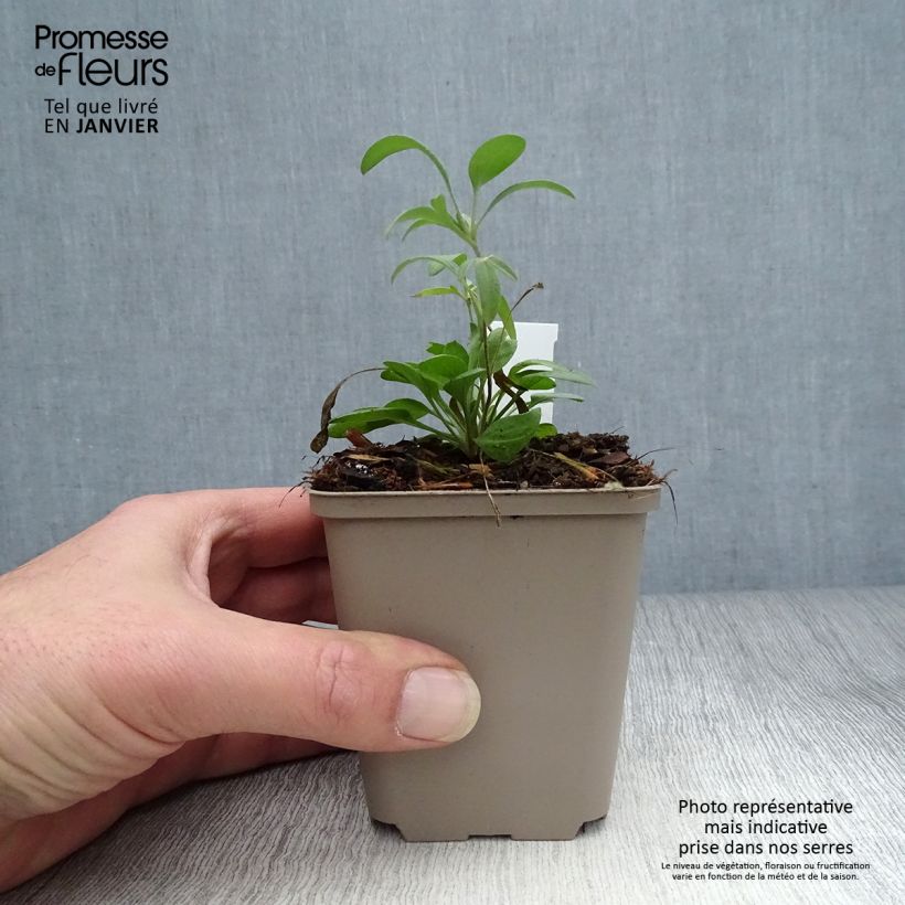 Amostra de Ratibida columnifera Red Midget - Sombrero mexicain Godet de 8/9 cm tal como entregue no inverno