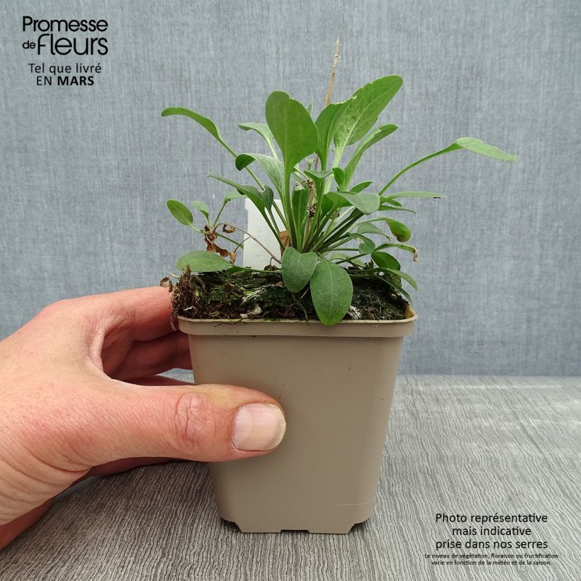 Amostra de Ratibida columnifera Red Midget Vaso de 8/9 cm tal como entregue na primavera