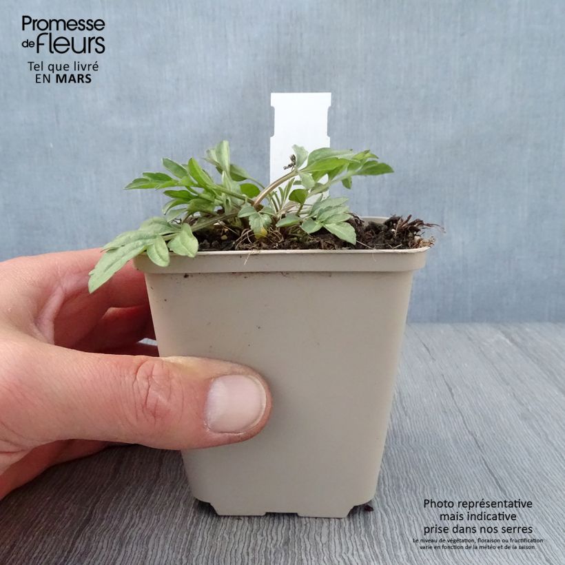 Amostra de Ratibida pinnata Vaso de 8/9 cm tal como entregue na primavera