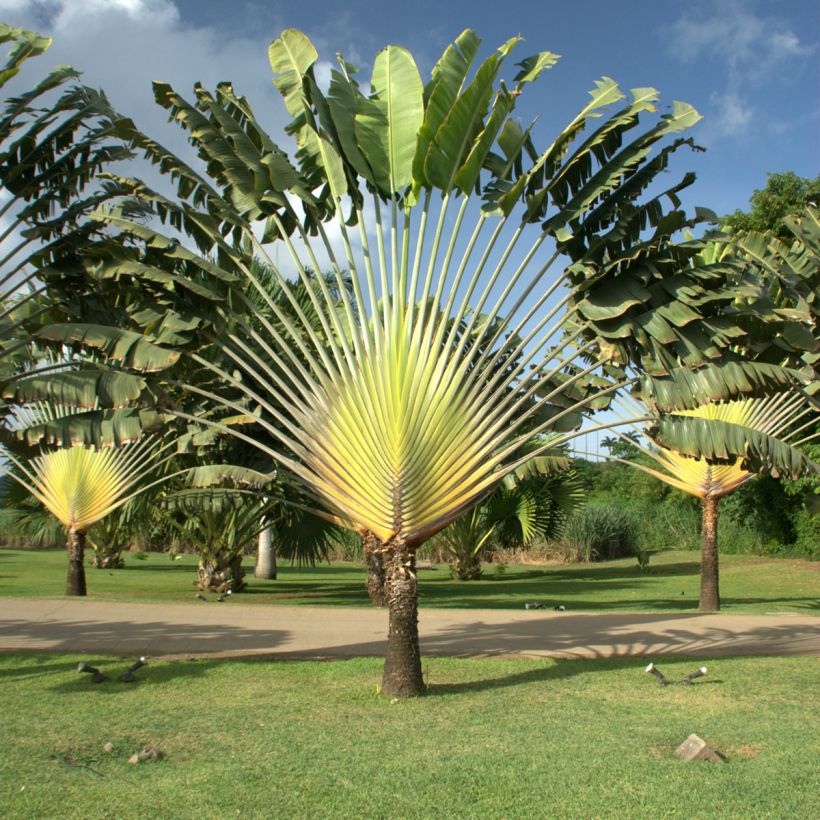 Ravenala madagascarensis em sementes (Hábito)