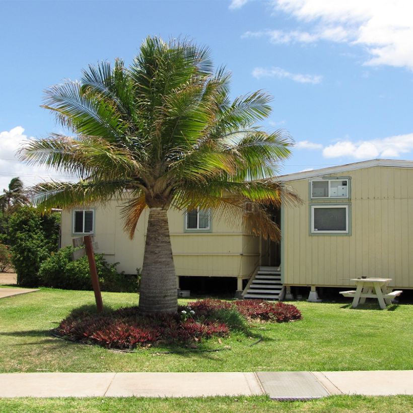 Ravenea rivularis - Palmeira majestosa (Hábito)