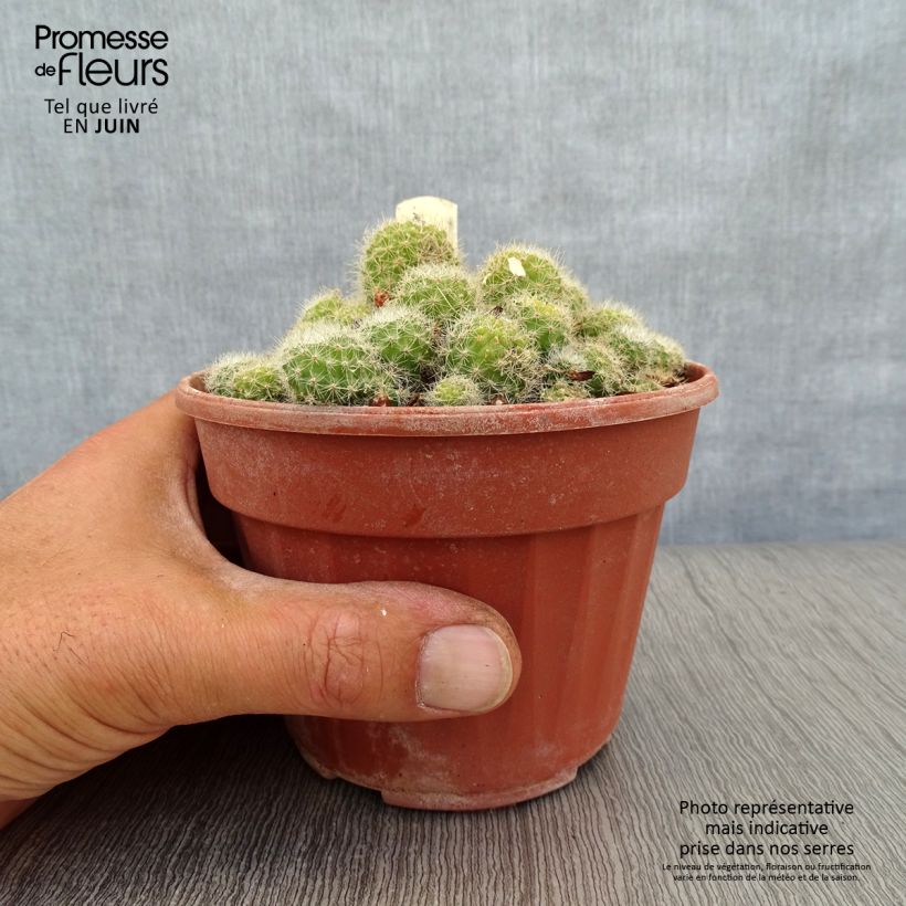 Amostra de Rebutia sp Vaso de 12 cm/13 cm tal como entregue no verão