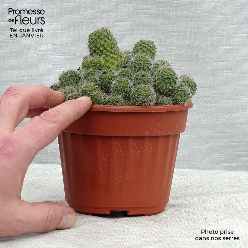 Amostra de Rebutia sp. Pot de 12 cm / 13 cm tal como entregue no inverno
