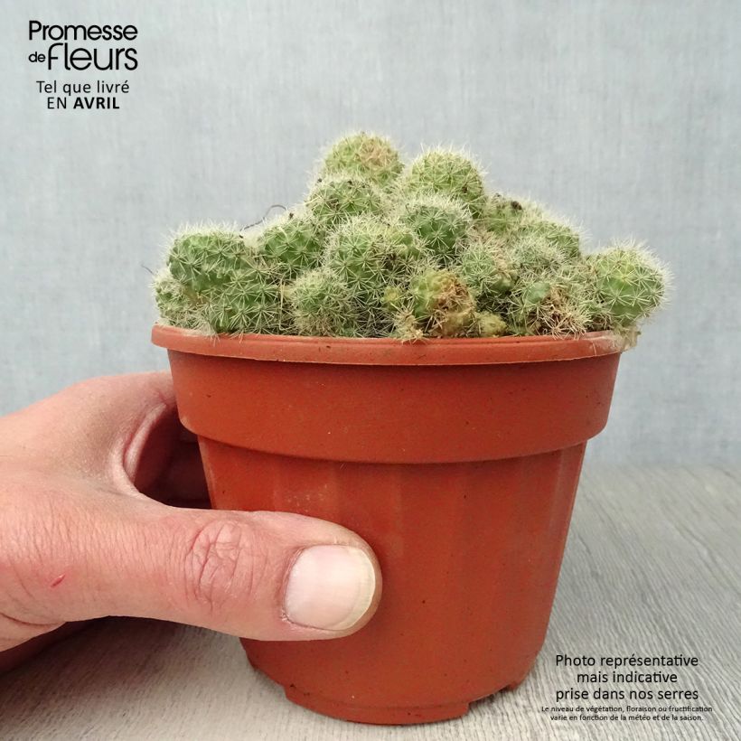 Amostra de Rebutia sp Vaso de 12 cm/13 cm tal como entregue na primavera