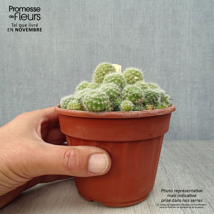 Amostra de Rebutia sp Vaso de 12 cm/13 cm tal como entregue no outono