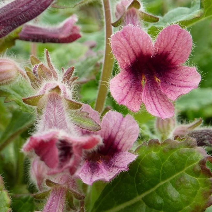 Rehmannia henryi (Floração)
