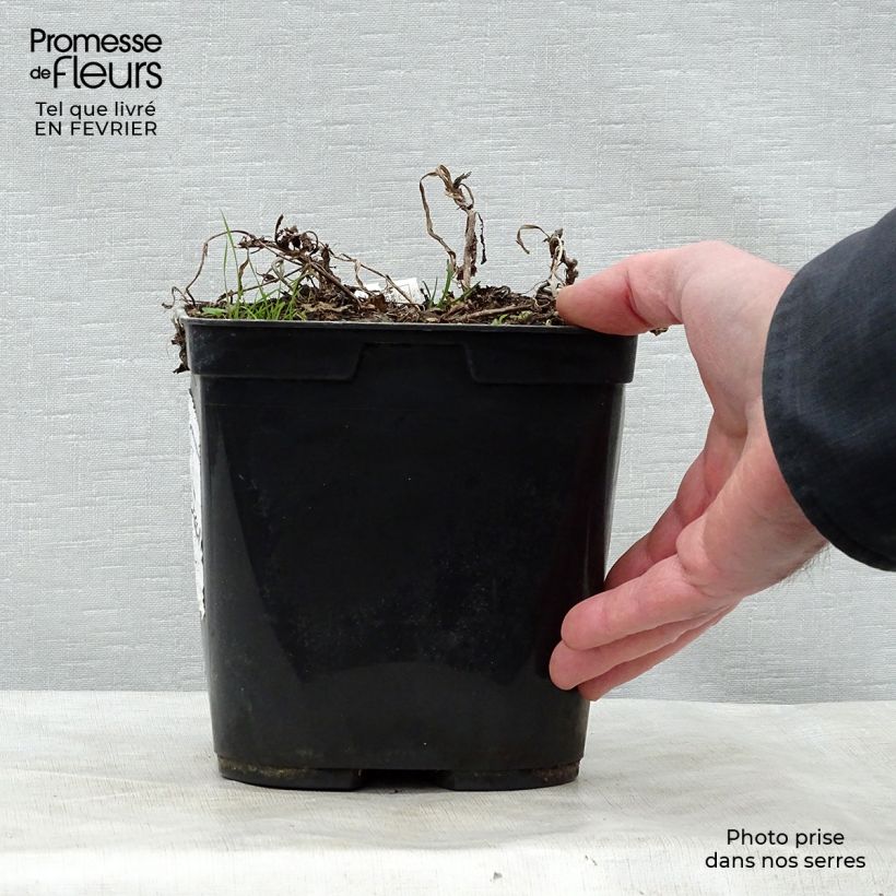 Amostra de Rehmannia henryi - Rehmannia Pot de 2L/3L tal como entregue no inverno