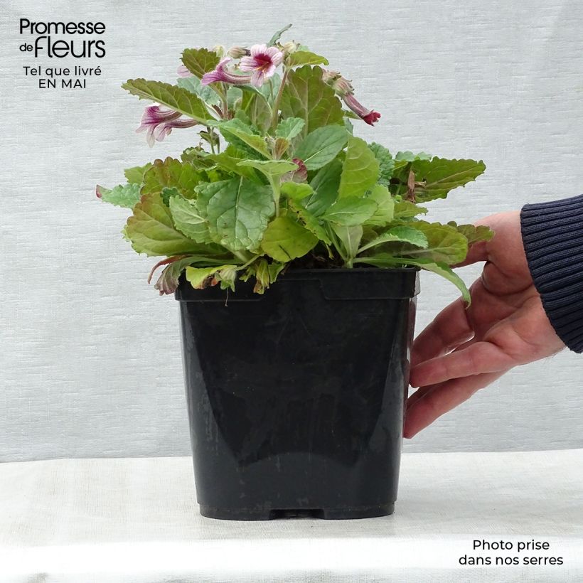 Amostra de Rehmannia henryi Vaso de 2 L/3 L tal como entregue na primavera