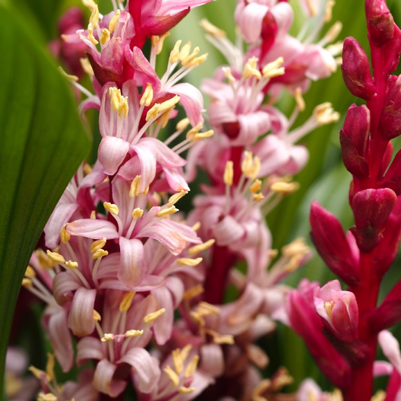Reineckea carnea (Floração)