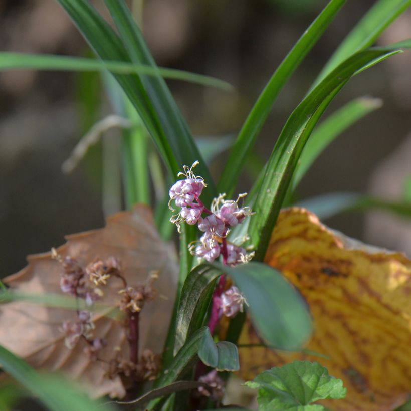 Reineckea carnea (Hábito)