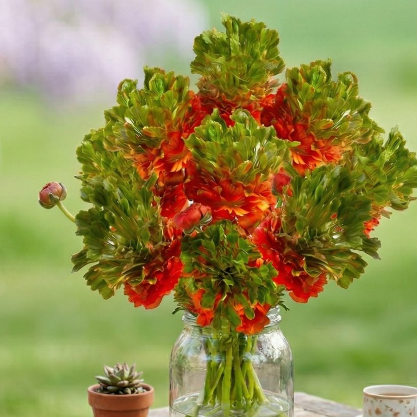 Ranúnculo Crown Nervion - Ranunculus asiaticus (Hábito)