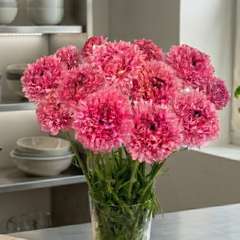 Ranúnculo Poodle Ramlia - Ranunculus asiaticus (Hábito)