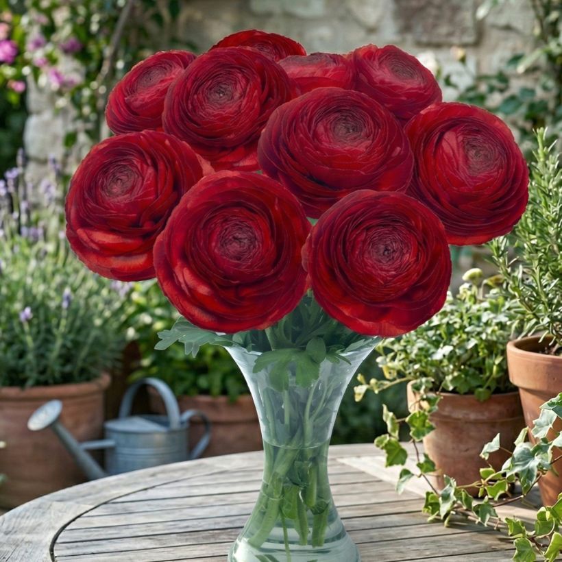 Ranúnculo Romance Get Lucky - Ranunculus asiaticus (Hábito)