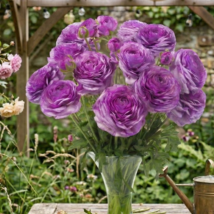 Ranúnculo Romance Loubeyres - Ranunculus asiaticus (Hábito)