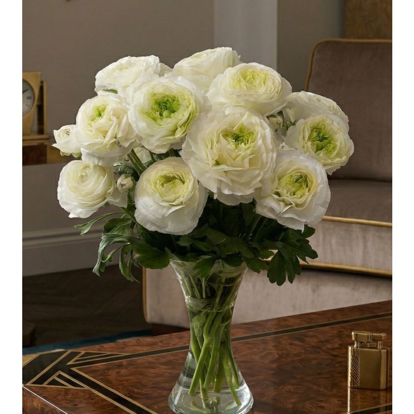 Ranúnculo Romance Montenvers - Ranunculus asiaticus (Hábito)