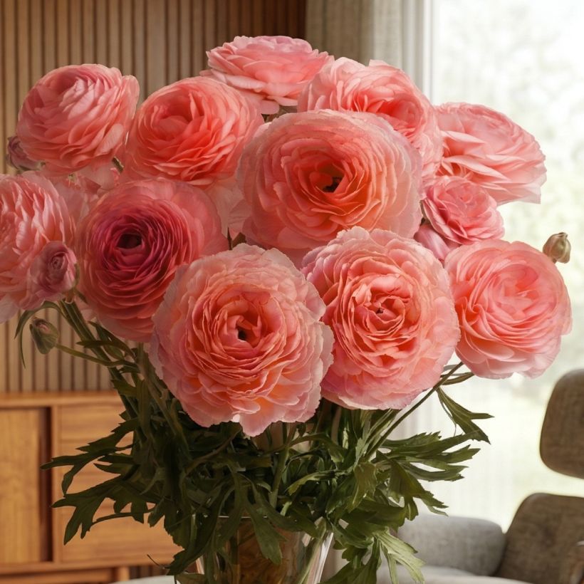 Ranúnculo Romance Nohant - Ranunculus asiaticus (Hábito)