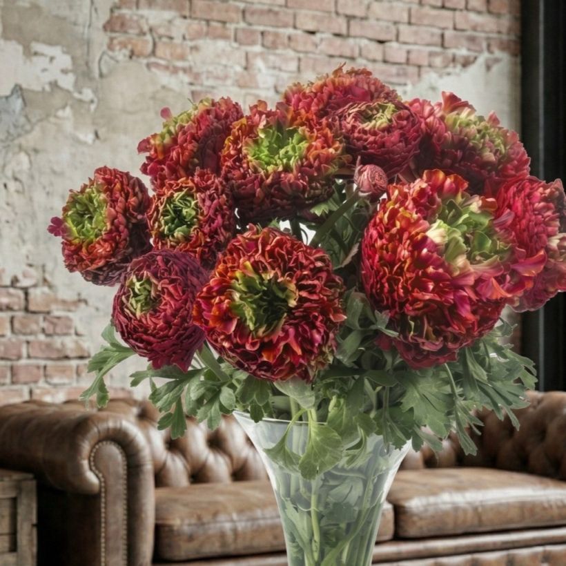 Ranúnculo Romance Odon - Ranunculus asiaticus (Hábito)