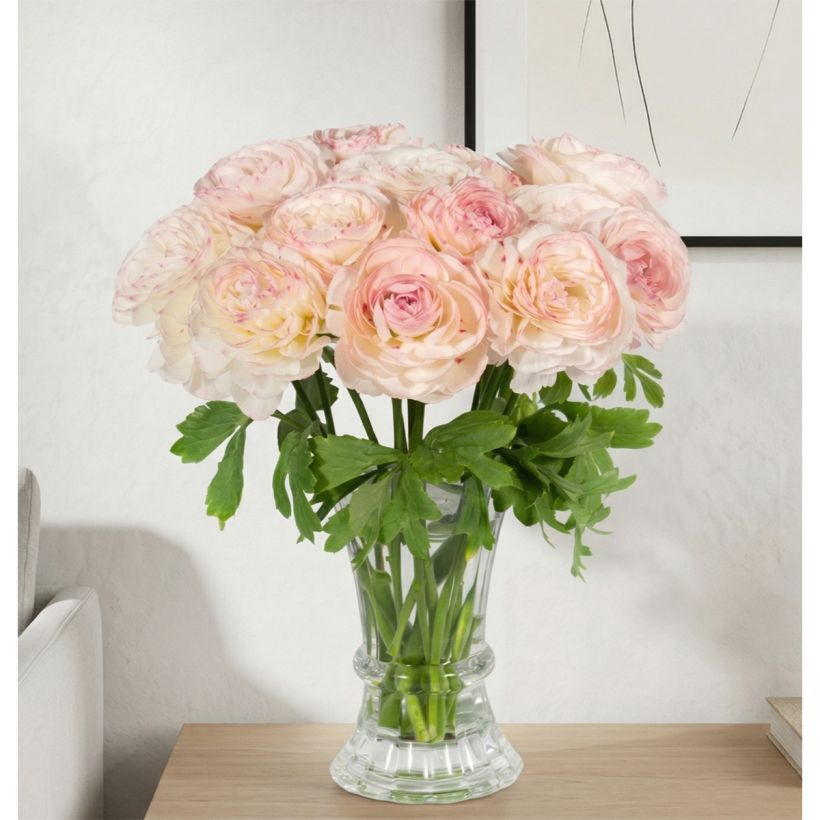 Ranúnculo Romance Orleans - Ranunculus asiaticus (Hábito)