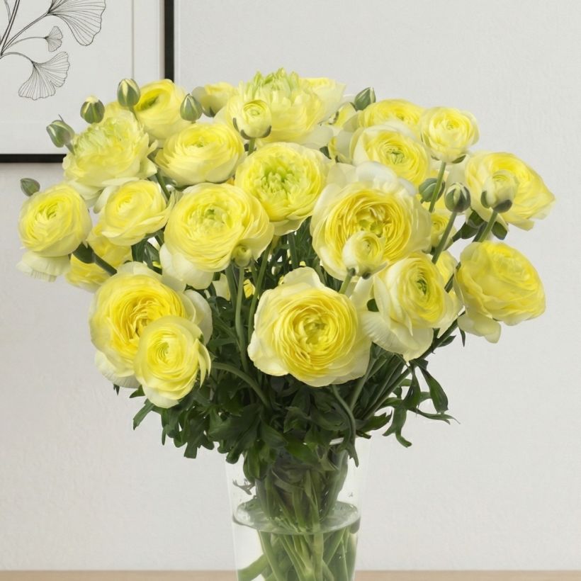 Ranúnculo Romance Quimper - Ranunculus asiaticus (Hábito)