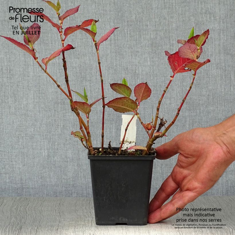 Amostra de Persicaria Indian Summer Vaso de 8/9 cm tal como entregue no verão