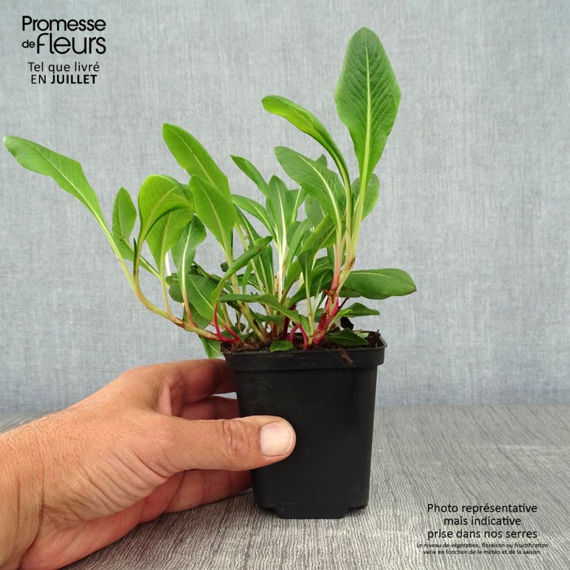 Amostra de Persicaria affinis Darjeeling Red Vaso de 8/9 cm tal como entregue no verão