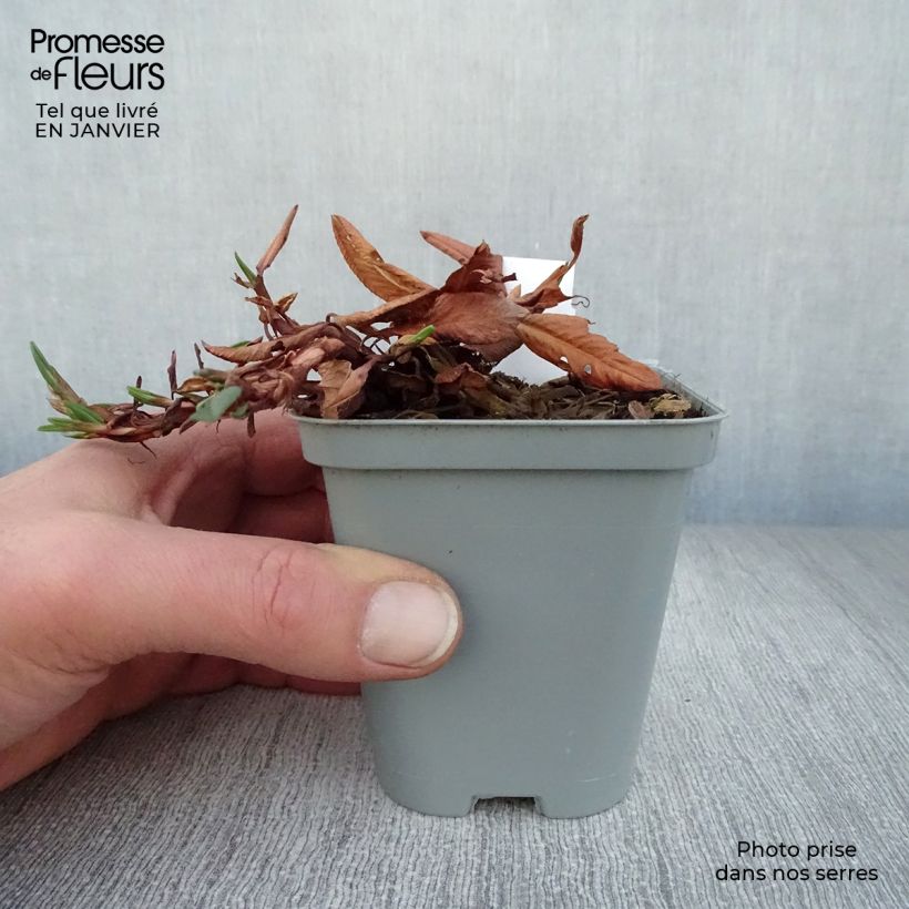 Amostra de Persicaria affinis Darjeeling Red Vaso de 8/9 cm tal como entregue no inverno