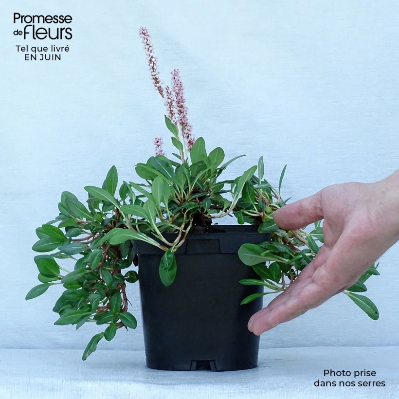 Amostra de Persicaria affinis Darjeeling Red Vaso de 2 L/3 L tal como entregue no verão