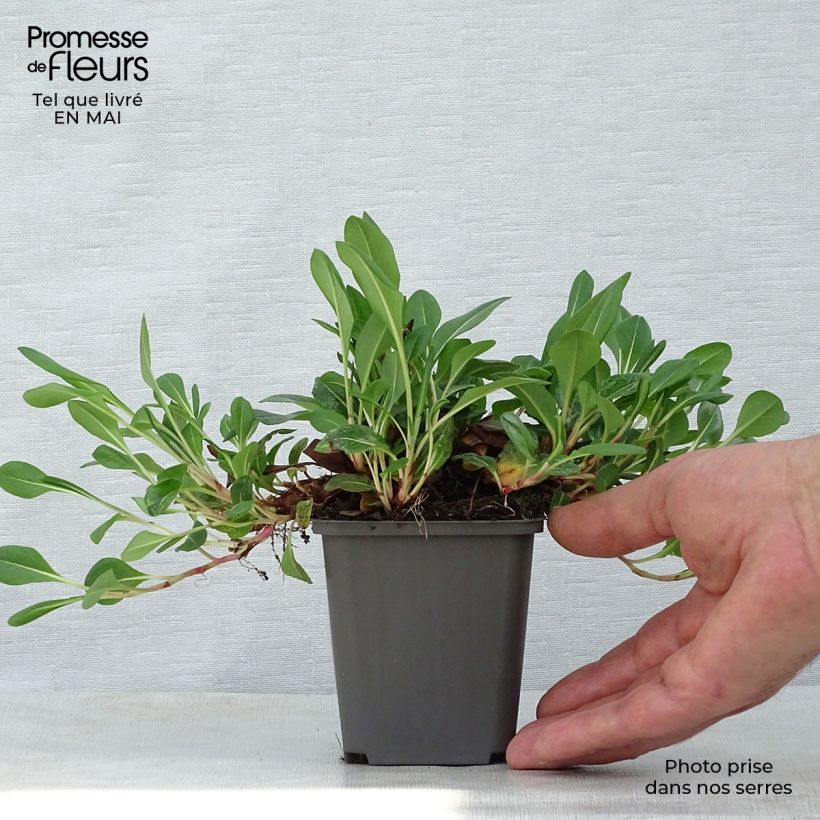 Amostra de Persicaria affinis Darjeeling Red Vaso de 8/9 cm tal como entregue na primavera