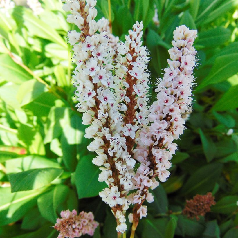 Persicaria affinis Donald Lowndes (Floração)