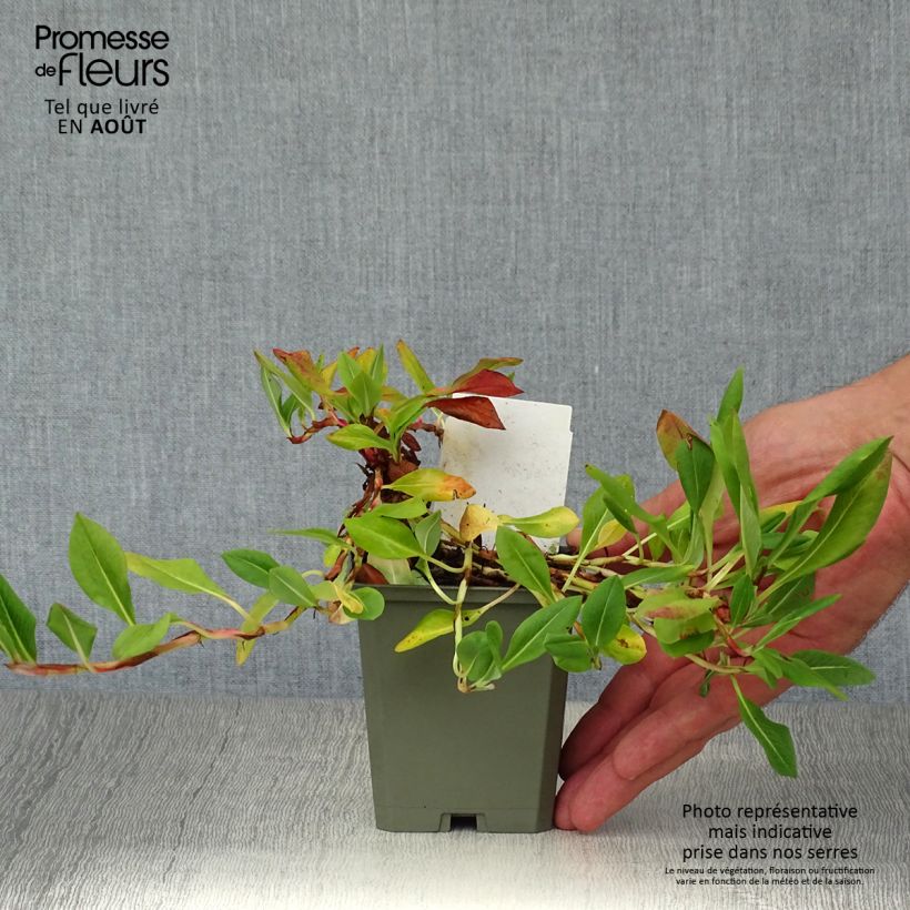 Amostra de Persicaria affinis Donald Lowndes Vaso de 8/9 cm tal como entregue no verão