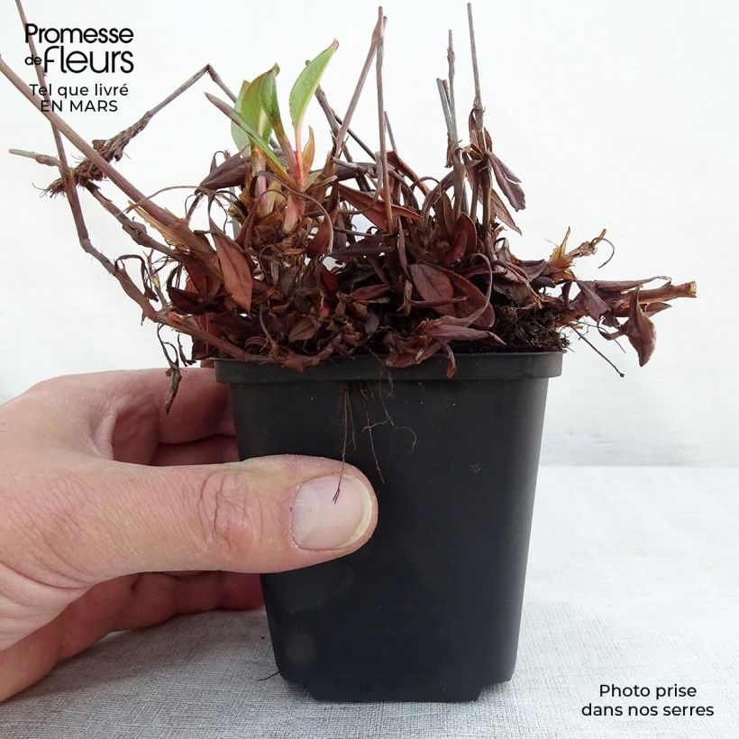 Amostra de Renouée - Persicaria affinis Donald Lowndes Vaso de 8/9 cm tal como entregue no inverno