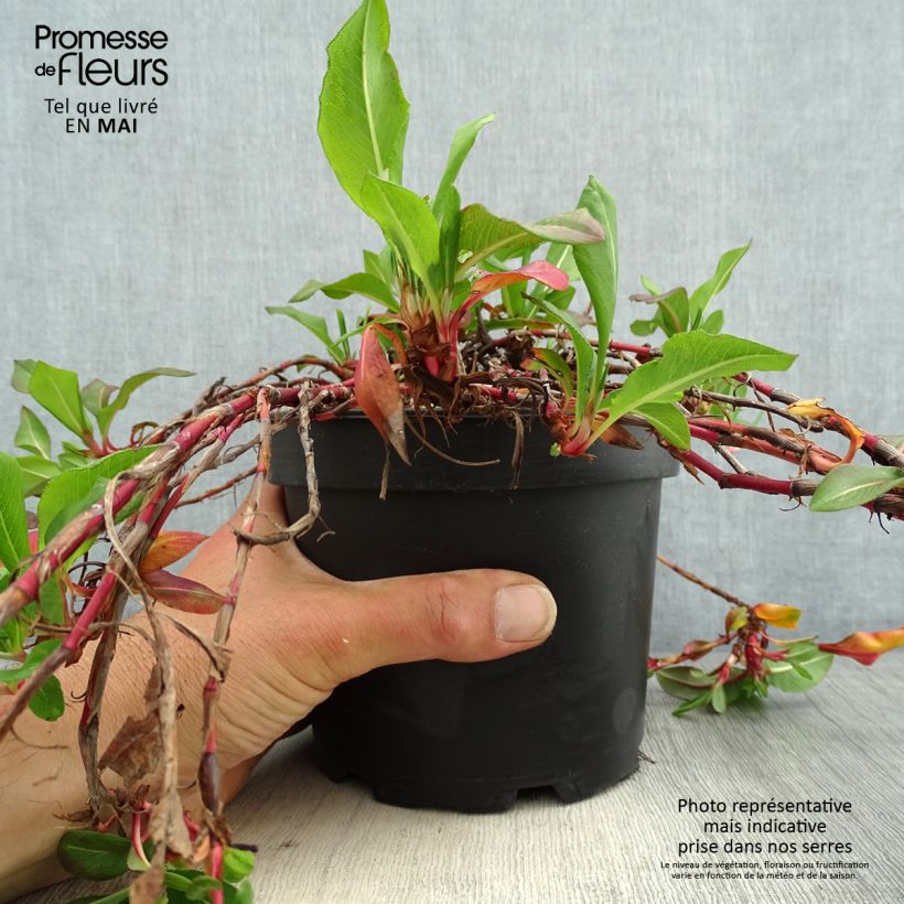 Amostra de Persicaria affinis Donald Lowndes Vaso de 2 L/3 L tal como entregue na primavera