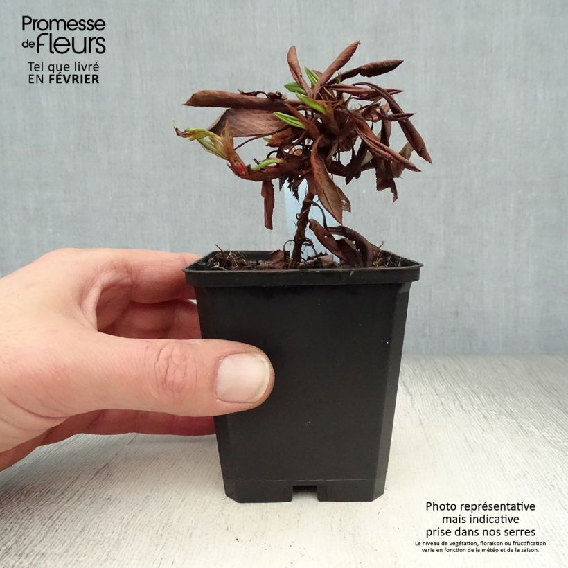 Amostra de Renouée - Persicaria affinis Kabouter Godet de 8/9 cm tal como entregue no inverno