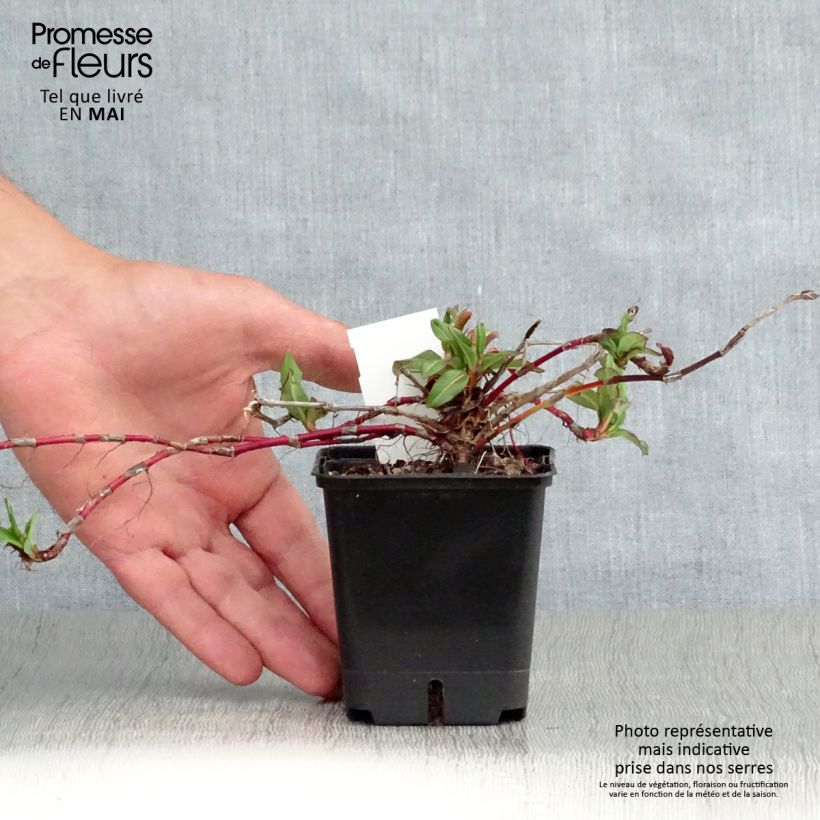 Amostra de Persicaria affinis Kabouter Vaso de 8/9 cm tal como entregue na primavera