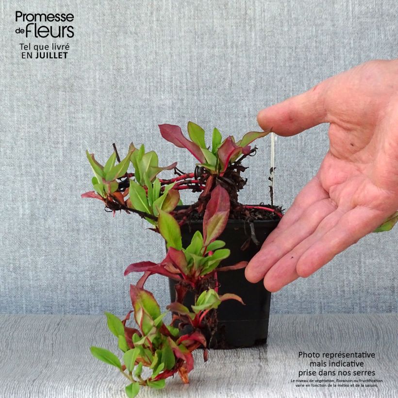 Amostra de Persicaria affinis Kabouter Vaso de 8/9 cm tal como entregue no verão