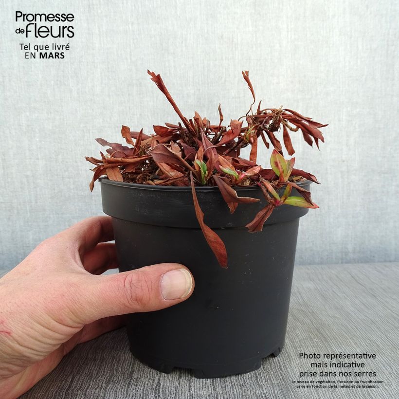Amostra de Renouée - Persicaria affinis Kabouter Pot de 2L/3L tal como entregue no inverno