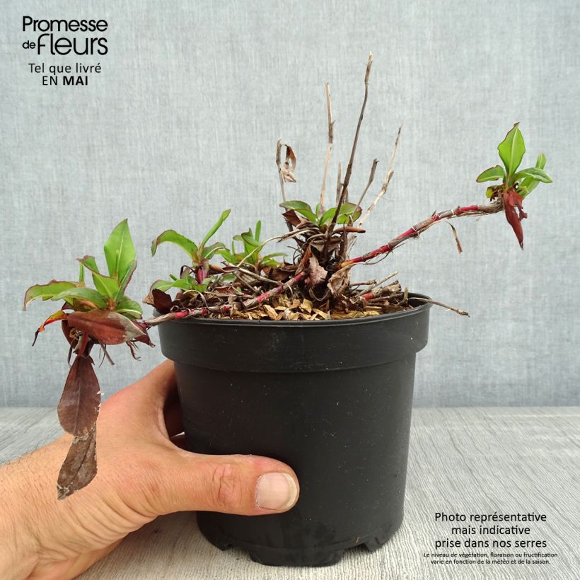 Amostra de Persicaria affinis Kabouter Vaso de 2 L/3 L tal como entregue na primavera