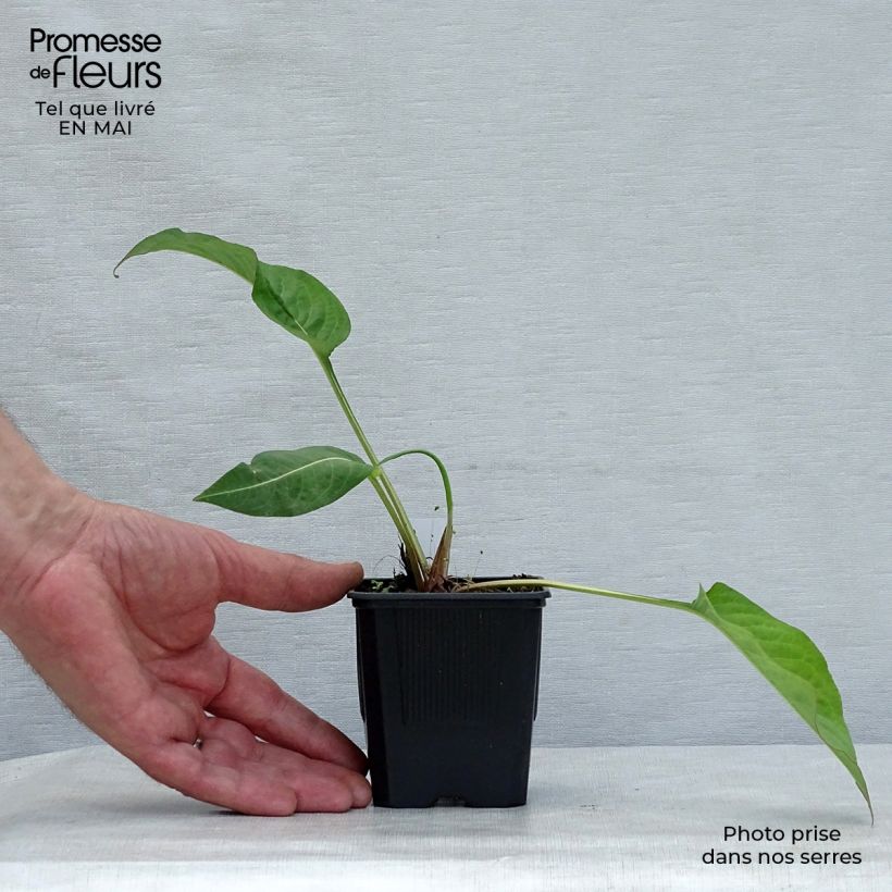 Amostra de Persicaria amplexicaulis Alba Vaso de 8/9 cm tal como entregue na primavera