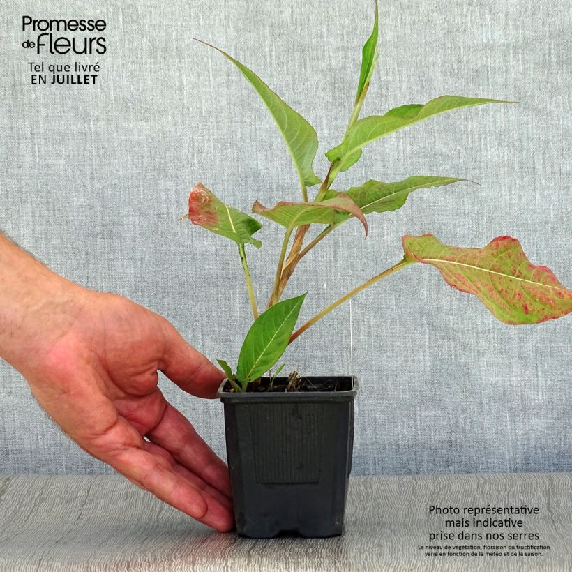 Amostra de Persicaria amplexicaulis Alba Vaso de 8/9 cm tal como entregue no verão
