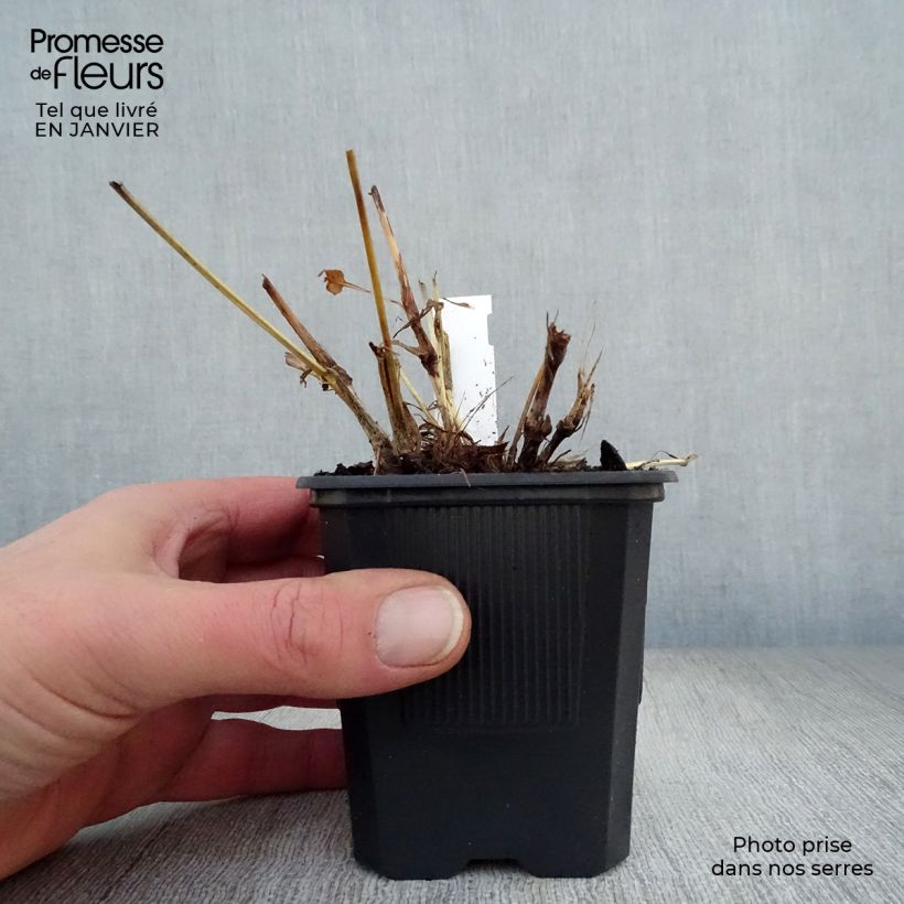 Amostra de Persicaria amplexicaulis Alba Vaso de 8/9 cm tal como entregue no inverno