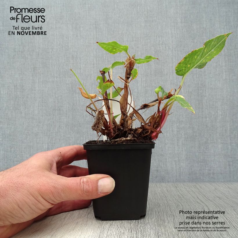 Amostra de Persicaria amplexicaulis Blackfield Vaso de 8/9 cm tal como entregue no outono