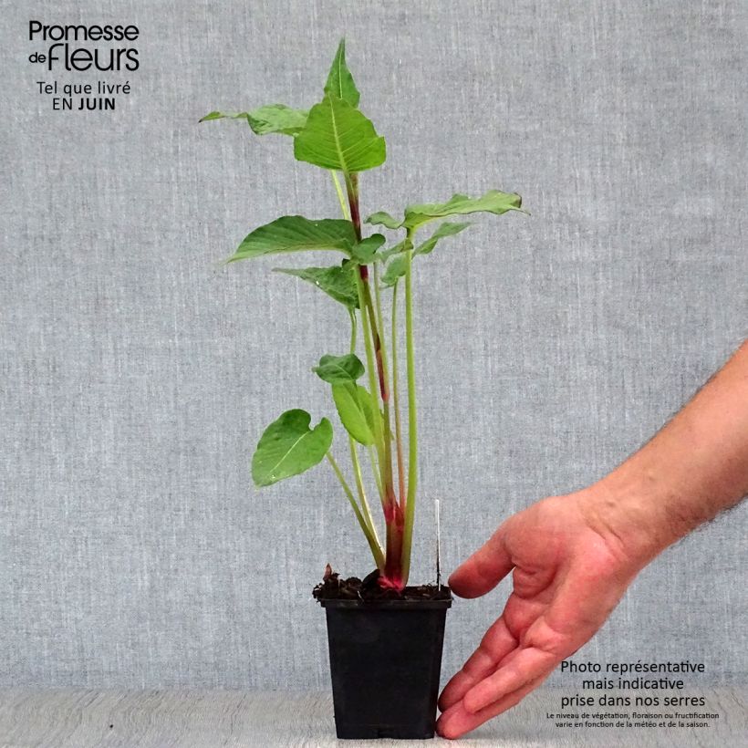 Amostra de Persicaria amplexicaulis Blackfield Vaso de 8/9 cm tal como entregue no verão