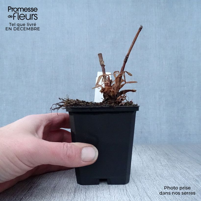 Amostra de Renouée - Persicaria amplexicaulis Blackfield Vaso de 8/9 cm tal como entregue no inverno