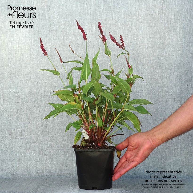 Amostra de Persicaria amplexicaulis Blackfield Vaso de 2 L/3 L tal como entregue no outono