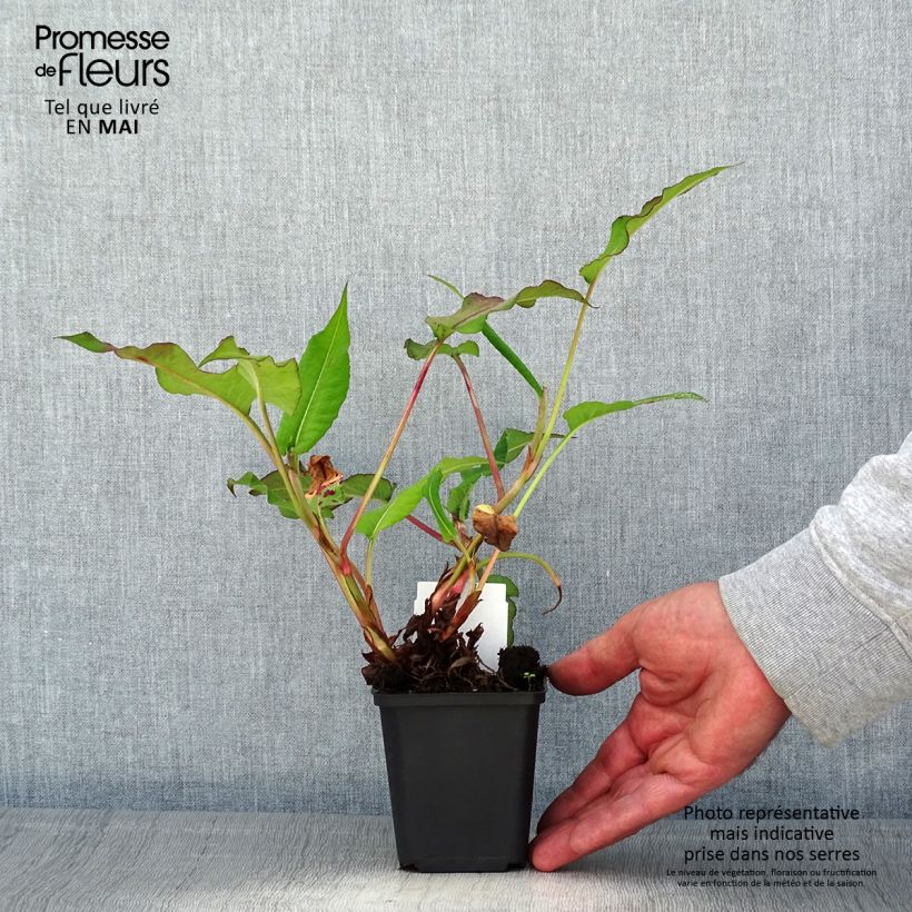 Amostra de Persicaria amplexicaulis Bloody Mary Vaso de 8/9 cm tal como entregue na primavera