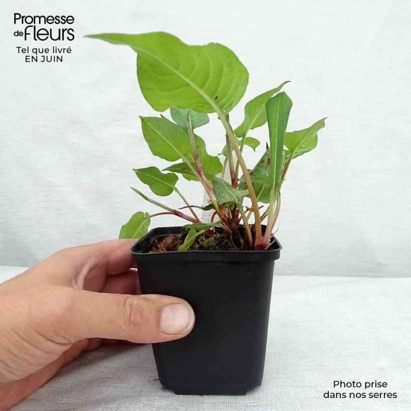 Amostra de Persicaria amplexicaulis Dikke Floskes Vaso de 8/9 cm tal como entregue no verão
