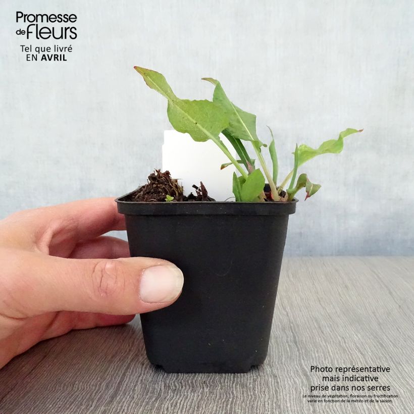 Amostra de Persicaria amplexicaulis Dikke Floskes Vaso de 8/9 cm tal como entregue na primavera