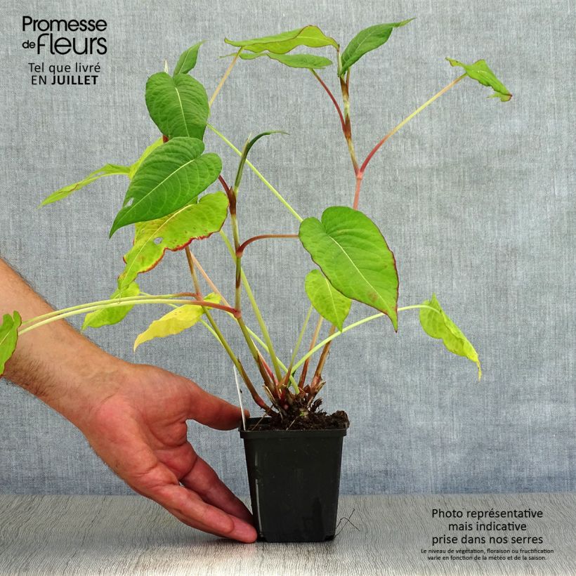 Amostra de Persicaria amplexicaulis Fat Domino Vaso de 8/9 cm tal como entregue no verão